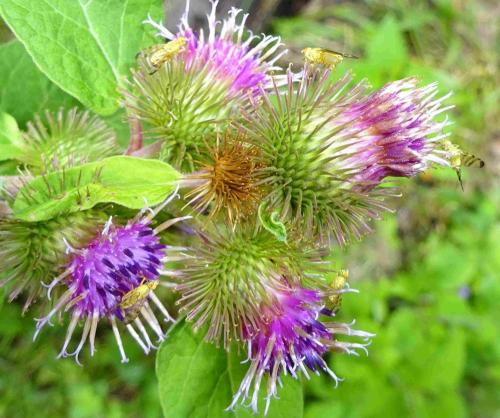Réf. 355 823 : Terellia tussilaginis